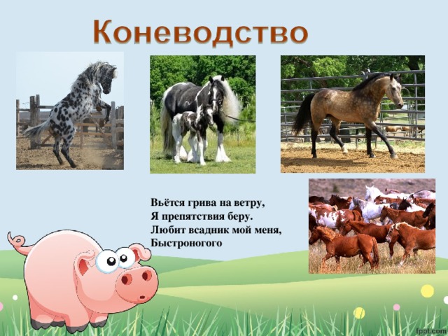 Вьётся грива на ветру, Я препятствия беру. Любит всадник мой меня, Быстроногого 