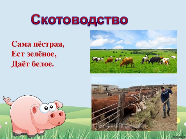 Сама пёстрая,   Ест зелёное,   Даёт белое. 