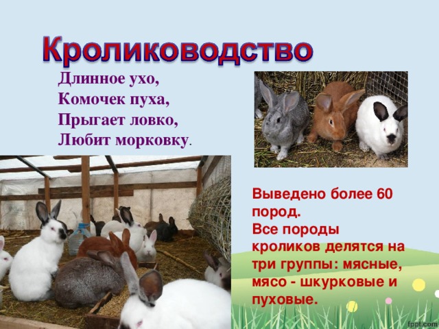 Длинное ухо,   Комочек пуха,   Прыгает ловко,   Любит морковку . Выведено более 60 пород. Все породы кроликов делятся на три группы: мясные, мясо - шкурковые и пуховые. 