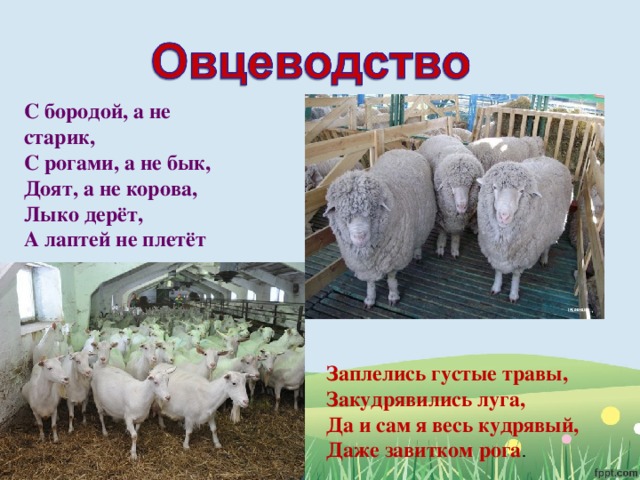 С бородой, а не старик,   С рогами, а не бык,   Доят, а не корова,   Лыко дерёт,   А лаптей не плетёт Заплелись густые травы,   Закудрявились луга,   Да и сам я весь кудрявый,   Даже завитком рога . 