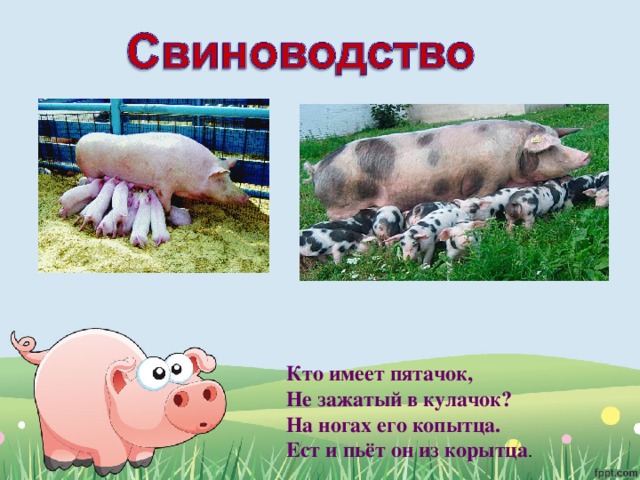Кто имеет пятачок,   Не зажатый в кулачок?   На ногах его копытца.   Ест и пьёт он из корытца . 