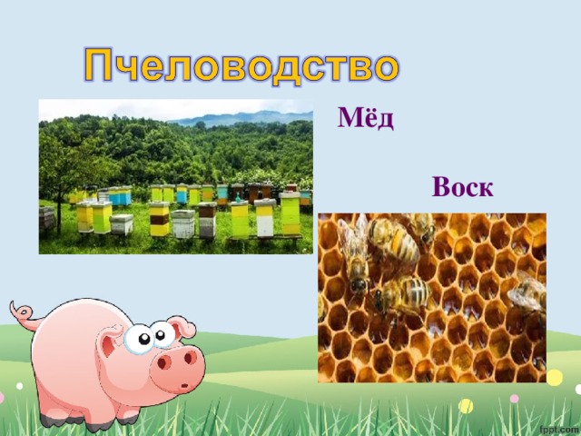 Мёд   Воск 