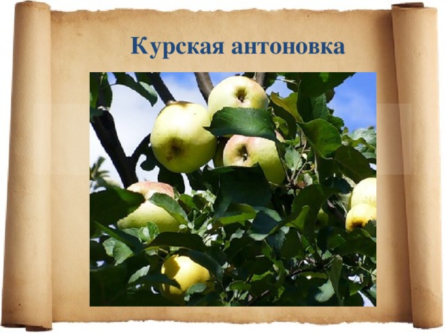 Курская антоновка 