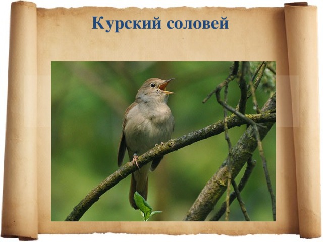 Курский соловей 