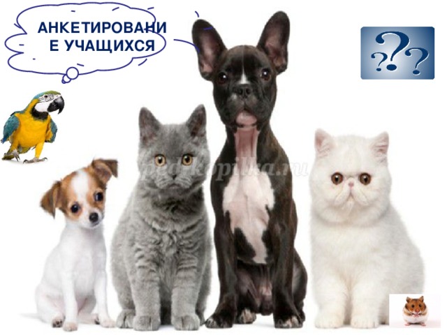 АНКЕТИРОВАНИЕ УЧАЩИХСЯ 