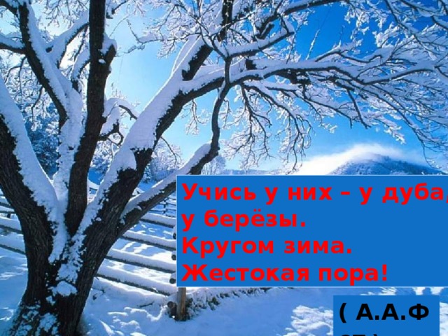 Учись у них – у дуба, у берёзы. Кругом зима. Жестокая пора! ( А.А.Фет ) 