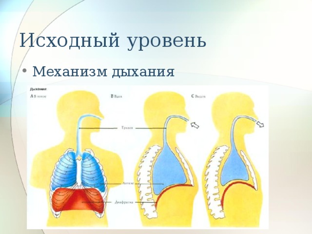 Исходный уровень Механизм дыхания 