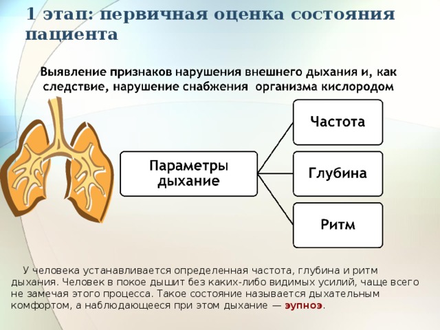 1 этап: первичная оценка состояния пациента У человека устанавливается определенная частота, глубина и ритм дыхания. Человек в покое дышит без каких-либо видимых усилий, чаще всего не замечая этого процесса. Такое состояние называется дыхательным комфортом, а наблюдающееся при этом дыхание —  эупноэ . 