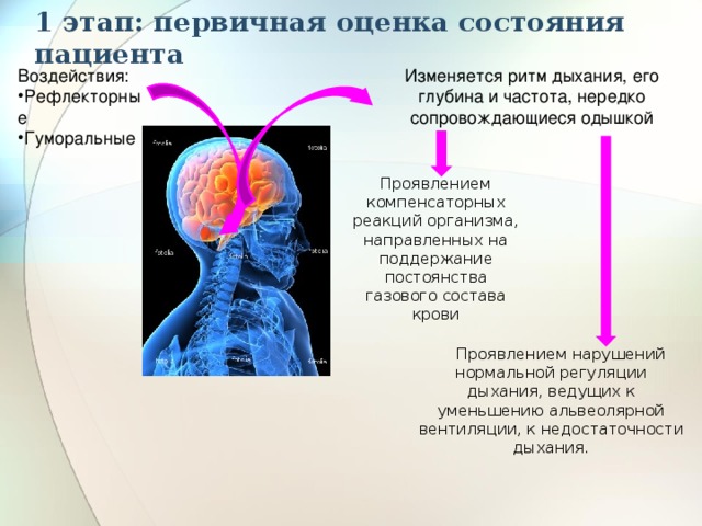1 этап: первичная оценка состояния пациента Воздействия: Изменяется ритм дыхания, его глубина и частота, нередко сопровождающиеся одышкой Рефлекторные Гуморальные Проявлением компенсаторных реакций организма, направленных на поддержание постоянства газового состава крови Проявлением нарушений нормальной регуляции дыхания, ведущих к уменьшению альвеолярной вентиляции, к недостаточности дыхания. 