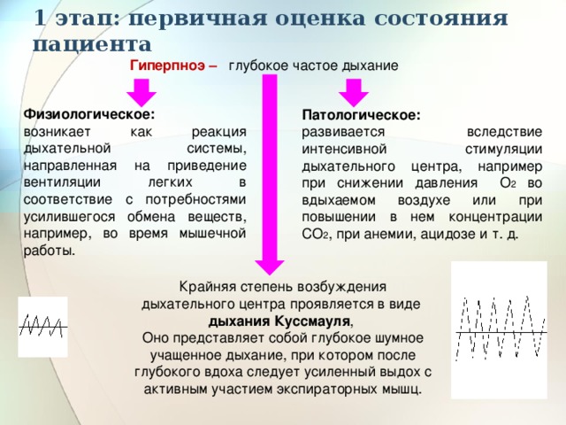 1 этап: первичная оценка состояния пациента Гиперпноэ –   глубокое частое дыхание Физиологическое: возникает как реакция дыхательной системы, направленная на приведение вентиляции легких в соответствие с потребностями усилившегося обмена веществ, например, во время мышечной работы. Патологическое: развивается вследствие интенсивной стимуляции дыхательного центра, например при снижении давления О 2 во вдыхаемом воздухе или при повышении в нем концентрации CO 2 , при анемии, ацидозе и т. д. Крайняя степень возбуждения дыхательного центра проявляется в виде  дыхания Куссмауля , Оно представляет собой глубокое шумное учащенное дыхание, при котором после глубокого вдоха следует усиленный выдох с активным участием экспираторных мышц. 