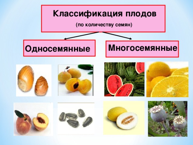  Классификация плодов (по количеству семян)     Многосемянные Односемянные 