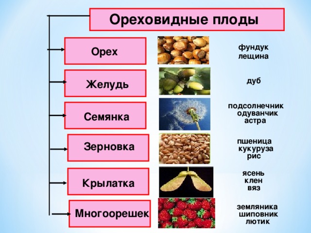   Ореховидные плоды    фундук Орех лещина   дуб Желудь подсолнечник   одуванчик Семянка астра   пшеница Зерновка кукуруза рис ясень   клен Крылатка вяз   земляника Многоорешек шиповник лютик 