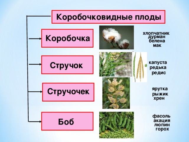   Коробочковидные плоды    хлопчатник Коробочка дурман белена мак   капуста Стручок редька редис   ярутка Стручочек рыжик хрен   фасоль Боб акация люпин горох 