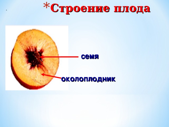 Строение плода . семя околоплодник 