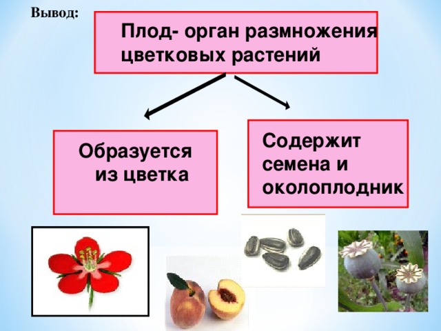 Вывод:   Плод- орган размножения цветковых растений   Содержит семена и околоплодник.    Образуется  из цветка 