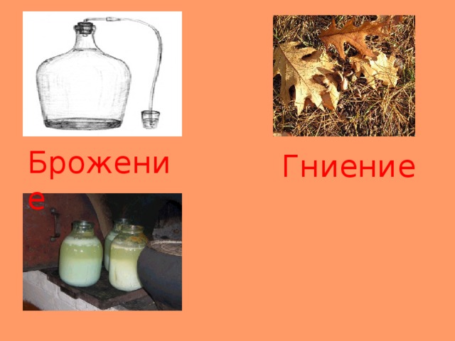 Брожение Гниение 