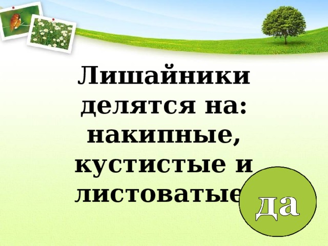 Лишайники делятся на: накипные, кустистые и листоватые    