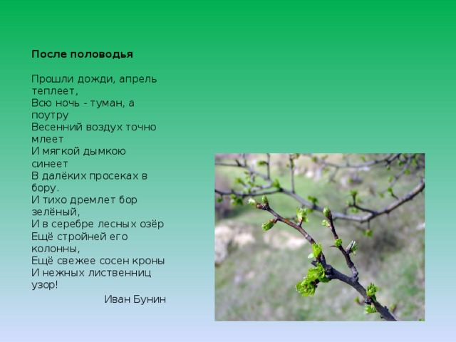 После половодья   Прошли дожди, апрель теплеет,  Всю ночь - туман, а поутру  Весенний воздух точно млеет  И мягкой дымкою синеет  В далёких просеках в бору.  И тихо дремлет бор зелёный,  И в серебре лесных озёр  Ещё стройней его колонны,  Ещё свежее сосен кроны  И нежных лиственниц узор! Иван Бунин 