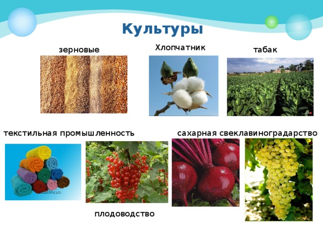 Культуры           Хлопчатник зерновые табак текстильная промышленность сахарная свекла виноградарство плодоводство 