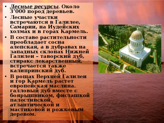 Лесные ресурсы . Около 3’000 пород  деревьев. Лесные участки встречаются в Галилее, Самарии, на Иудейских холмах и в горах Кармель. В составе растительности преобладает сосна алепская, а в дубравах на западных склонах Нижней Галилеи – таворский дуб, стиракс лекарственный, встречается также калипринский дуб. В рощах Верхней Галилеи и гор Кармель растет европейская маслина. галловый дуб вместе с боярышником, фисташкой палестинской, атлантической и мастиковой и рожковым деревом.   