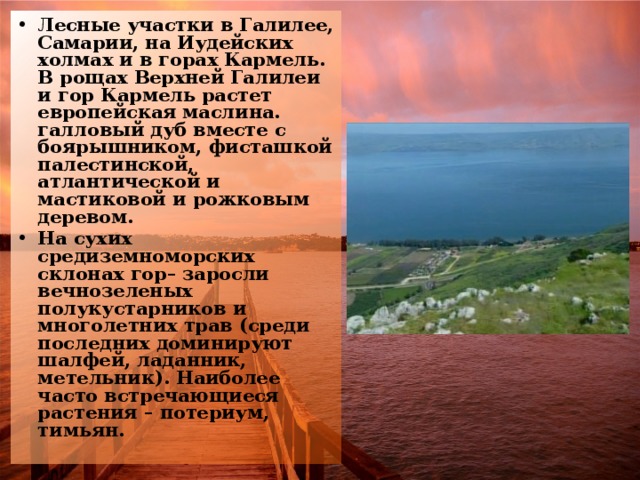 Лесные участки в Галилее, Самарии, на Иудейских холмах и в горах Кармель. В рощах Верхней Галилеи и гор Кармель растет европейская маслина. галловый дуб вместе с боярышником, фисташкой палестинской, атлантической и мастиковой и рожковым деревом. На сухих средиземноморских склонах гор– заросли вечнозеленых полукустарников и многолетних трав (среди последних доминируют шалфей, ладанник, метельник). Наиболее часто встречающиеся растения – потериум, тимьян. 