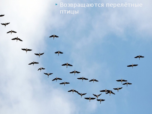 Возвращаются перелётные птицы 