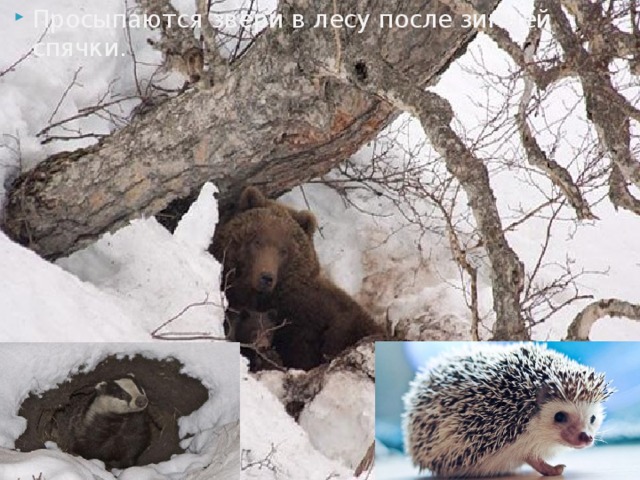 Просыпаются звери в лесу после зимней спячки. 
