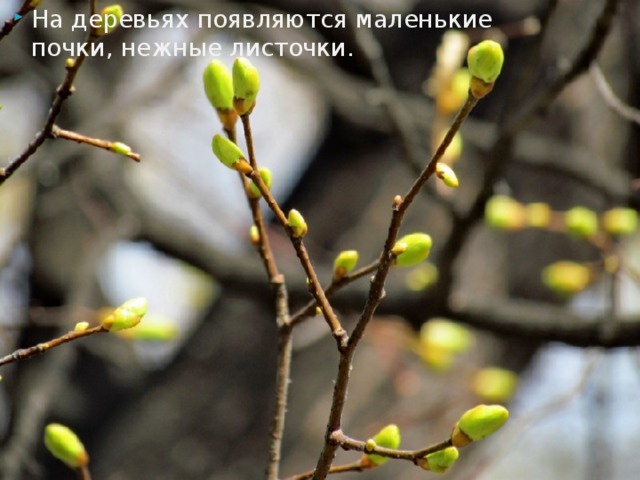 На деревьях появляются маленькие почки, нежные листочки. 