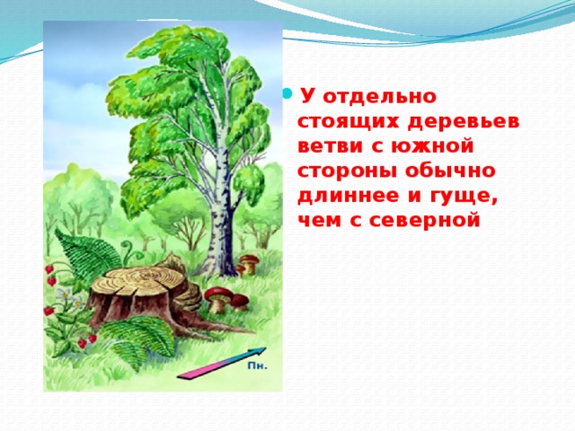   У отдельно стоящих деревьев ветви с южной стороны обычно длиннее и гуще, чем с северной 