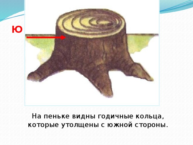Ю  На пеньке видны годичные кольца, которые утолщены с южной стороны. 