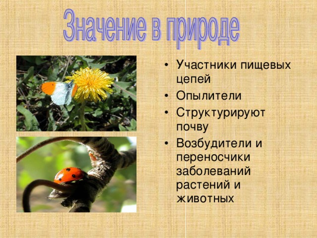 Участники пищевых цепей Опылители Структурируют почву Возбудители и переносчики заболеваний растений и животных 