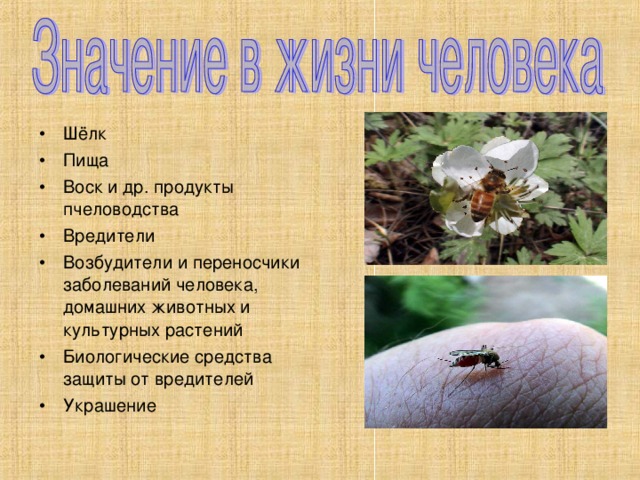 Шёлк Пища Воск и др. продукты пчеловодства Вредители Возбудители и переносчики заболеваний человека, домашних животных и культурных растений Биологические средства защиты от вредителей Украшение 