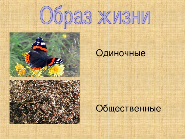 Одиночные Общественные 