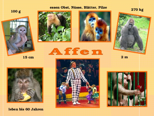 essen Obst, Nüsse , Blätter, Pilze  270 kg 100 g 2 m 15 cm leben bis 60 Jahren 
