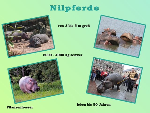 von 3 bis 5 m groß  3000 - 4000 kg schwer leben bis 50 Jahren Pflanzenfresser  