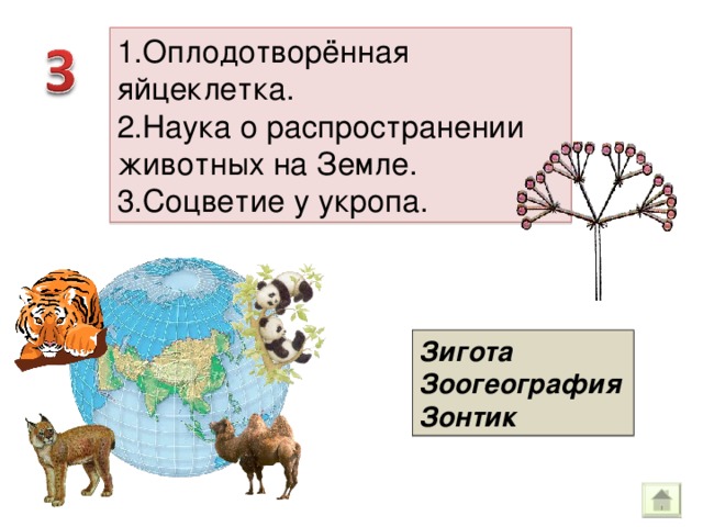1.Оплодотворённая яйцеклетка. 2.Наука о распространении животных на Земле. 3.Соцветие у укропа. Зигота Зоогеография Зонтик 