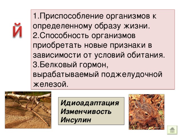 1.Приспособление организмов к определенному образу жизни. 2.Способность организмов приобретать новые признаки в зависимости от условий обитания. 3.Белковый гормон, вырабатываемый поджелудочной железой. Идиоадаптация Изменчивость Инсулин 