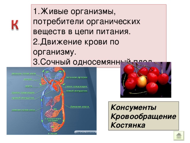 1.Живые организмы, потребители органических веществ в цепи питания. 2.Движение крови по организму. 3.Сочный односемянный плод. Консументы Кровообращение Костянка 