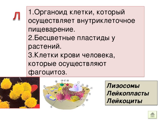 1.Органоид клетки, который осуществляет внутриклеточное пищеварение. 2.Бесцветные пластиды у растений. 3.Клетки крови человека, которые осуществляют фагоцитоз. Лизосомы Лейкопласты Лейкоциты 
