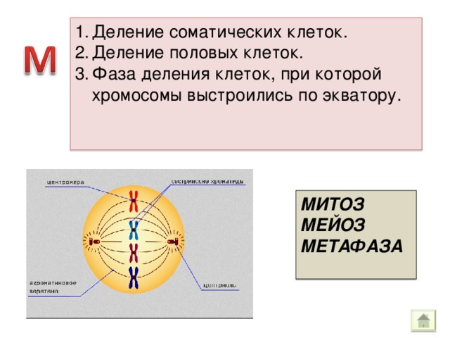 Деление соматических клеток. Деление половых клеток. Фаза деления клеток, при которой хромосомы выстроились по экватору.   МИТОЗ МЕЙОЗ МЕТАФАЗА  