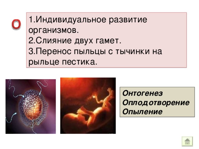 1.Индивидуальное развитие организмов. 2.Слияние двух гамет. 3.Перенос пыльцы с тычинки на рыльце пестика. Онтогенез Оплодотворение Опыление 