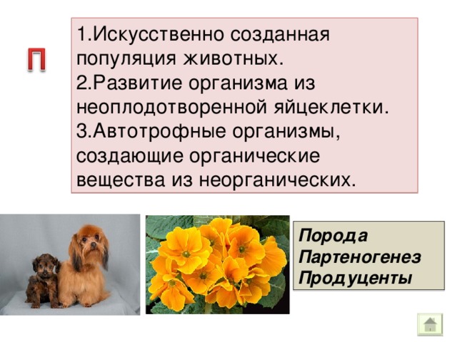 1.Искусственно созданная популяция животных. 2.Развитие организма из неоплодотворенной яйцеклетки. 3.Автотрофные организмы, создающие органические вещества из неорганических. Порода Партеногенез Продуценты 