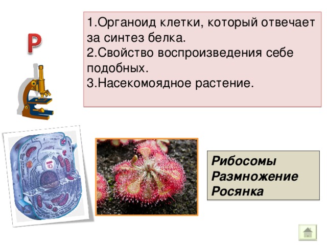 1.Органоид клетки, который отвечает за синтез белка. 2.Свойство воспроизведения себе подобных. 3.Насекомоядное растение. Рибосомы Размножение Росянка 