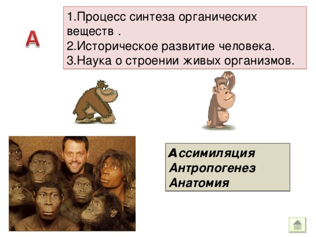 1.Процесс синтеза органических веществ . 2.Историческое развитие человека. 3.Наука о строении живых организмов. А ссимиляция Антропогенез Анатомия 