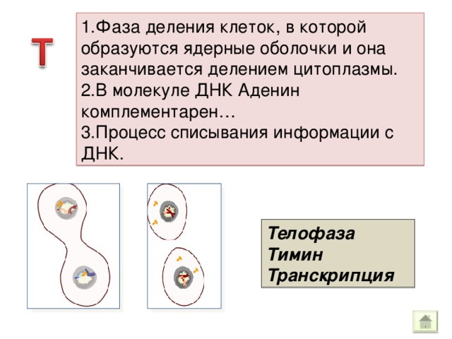 1.Фаза деления клеток, в которой образуются ядерные оболочки и она заканчивается делением цитоплазмы. 2.В молекуле ДНК Аденин комплементарен… 3.Процесс списывания информации с ДНК. Телофаза Тимин Транскрипция 