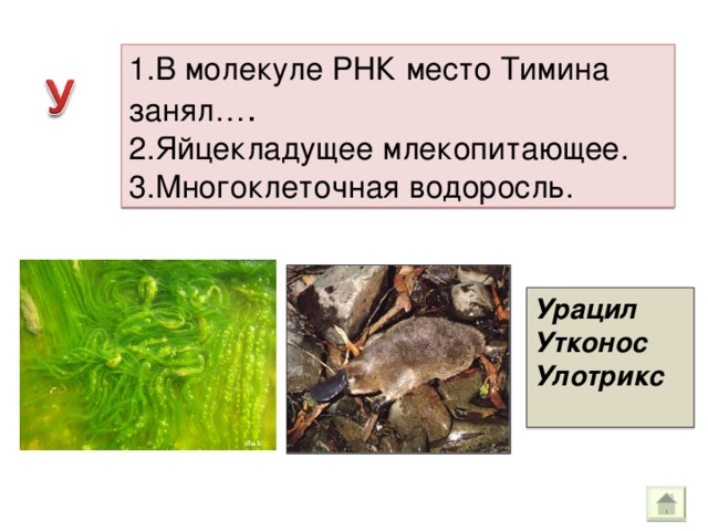 1.В молекуле РНК место Тимина занял… . 2.Яйцекладущее млекопитающее. 3.Многоклеточная водоросль. Урацил Утконос Улотрикс  