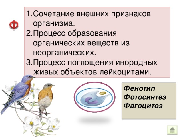 Сочетание внешних признаков организма. Процесс образования органических веществ из неорганических. Процесс поглощения инородных живых объектов лейкоцитами. Фенотип Фотосинтез Фагоцитоз  