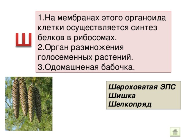 1.На мембранах этого органоида клетки осуществляется синтез белков в рибосомах. 2.Орган размножения голосеменных растений. 3.Одомашненая бабочка. Шероховатая ЭПС Шишка Шелкопряд 