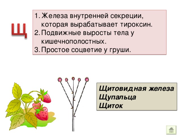 Железа внутренней секреции, которая вырабатывает тироксин. Подвижные выросты тела у кишечнополостных. Простое соцветие у груши. Щитовидная железа Щупальца Щиток 