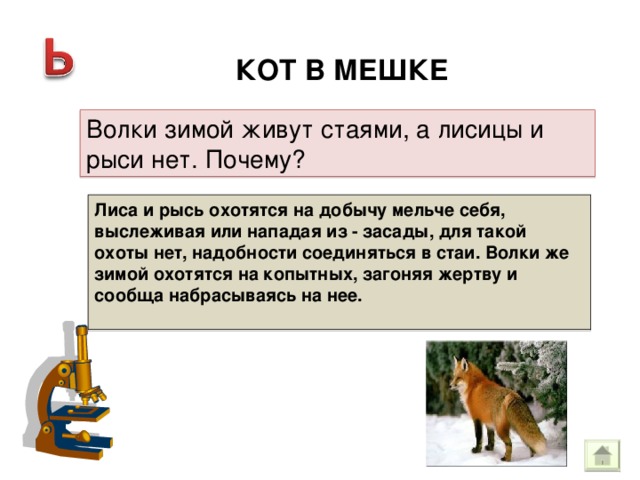 КОТ В МЕШКЕ Волки зимой живут стаями, а лисицы и рыси нет. Почему? Лиса и рысь охотятся на добычу мельче себя, выслеживая или нападая из - засады, для такой охоты нет, надобности соединяться в стаи. Волки же зимой охотятся на копытных, загоняя жертву и сообща набрасываясь на нее.  